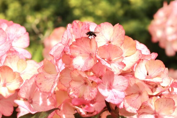 lairds-garden-bugs_53056419362_o