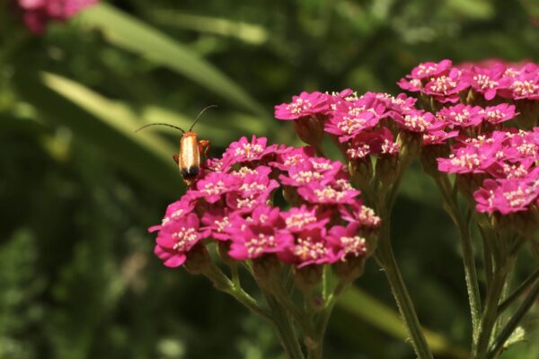 lairds-garden-bugs_53057008771_o