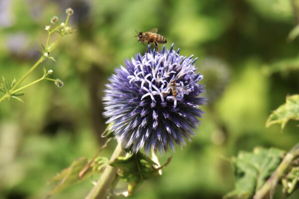 lairds-garden-bugs_53057195329_o