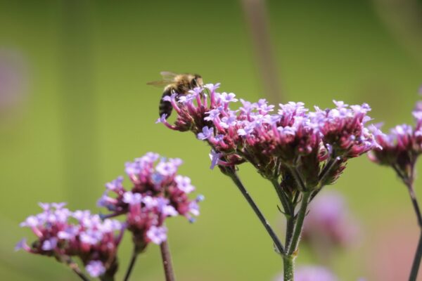 lairds-garden-bugs_53057391460_o