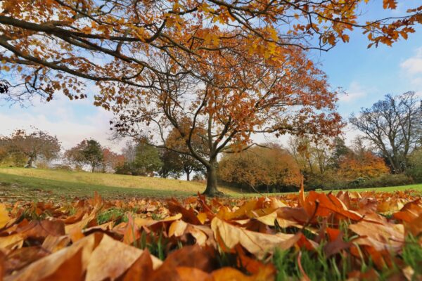 pittencrieff-park-in-autumn_53307384711_o