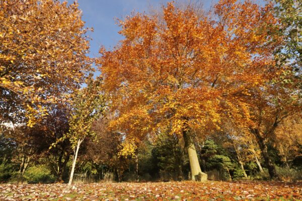 pittencrieff-park-in-autumn_53307386846_o