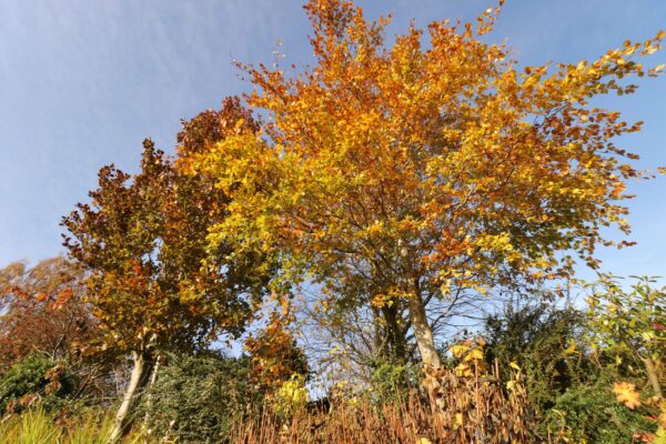 pittencrieff-park-in-autumn_53307631098_o